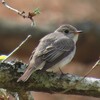 神戸森林植物園、学習の森、再度公園。コサメビタキ、キビタキ、オオルリ、センダイムシクイ、コゲラ、メジロ、アオジ、ホオジロ、エナガ、カワラヒワ、ヤマガラ、シロハラ。