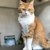 「よっこらしょ」といった猫