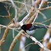 ムナグロタイヨウチョウ(Black-throated Sunbird)