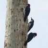 ベリーズ　電柱が大好きな Acorn Woodpecker（エイコーン　ウッドペッカー） 