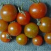 水耕栽培ミニトマト　今晩は１１個収穫できました。