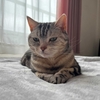 猫、喉が渇く