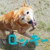 飼い主さん募集中の犬たち