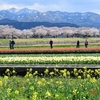 あさひ舟川「春の四重奏」観てきました～