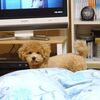 もう治ったかのように元気