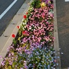 今日はファーム町田店の「なかよし花壇」苗定植