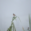 ノビタキ Siberian Stonechat