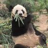 マカオ・石排湾野生公園でパンダを満喫！梅雨時期の注意点も