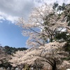 2021年3月26日　京都宝ヶ池桜状況　今週末が見ごろです。