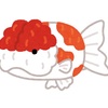 『涙』金魚の雪ちゃん
