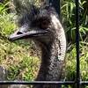 雑記 いろんな動物 in the 動物園 + イモリどん