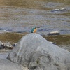 20231218 野鳥観察会の下見