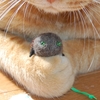 玖磨さん大好き！