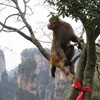世界遺産 武陵源観光、天下第一橋を目指していたら亀と金魚と猿に出会いました🐢🐟🐒２０２５清明節 中国湖南省張家界旅行９