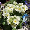 冬から春の花壇前面に！ ガーデンプリムラ・アラカルトシュシュ「ホワイト」成長記録