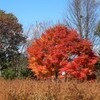 紅葉＆新そばを求めて