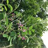 萩&栗&おから入りカルツォーネ&ミルクパン＆安納芋2023②