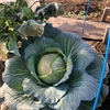 無農薬野菜は美味しいよ