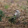 シロクロヤブチメドリ(Southern Pied Babbler)