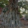 タイ国内旅行〜移動とアユタヤ遺跡・歴史少々〜