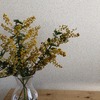 植物を置くことで得られるメリット5つ