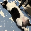 もう9月も中盤なのに・・・暑い！へばる猫ちゃん😿