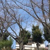 桜はまだみたいです。戸頭公園に行ってみたけど。