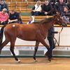 【2017 Tattersalls October Yearling Sale Book1】が終了(最高価格はGalileo牝駒）