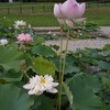 あなたの熱中症はどこから？わたしは吐き気から（笑）！