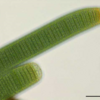 生き物：光合成という大気汚染の元凶、あるいは生物進化の錬金術