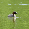 再度、池のある公園へ