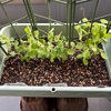 新たな植物たち(野菜)