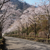 あいかわ公園のサクラとミツバツツジ観察。春のあいかわ公園でお花見をしよう