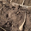 🌱「農作業日誌」とろろ芋にも挑戦！ねばり芋と姫神芋を植えてみました