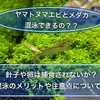 メダカとヤマトヌマエビは混泳できるのか？卵や稚魚は？混泳の注意点