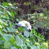 【飛鳥山公園】紫陽花が開花