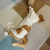 シャンプー後、やっぱり吐いちゃいました。