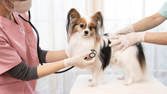 愛玩動物看護師の資格概要｜試験方法・日程・受験資格・合格率などを紹介