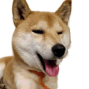 柴犬おこめの裏日記