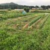 今朝は早起きして、畑の周りを草刈り