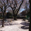 桜舞い散る公園で・・・