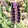 (384) Lavandula stoechas