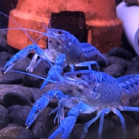 甲殻類の鰓呼吸について ザリガニ 甲殻類の世界