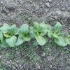 菜園の様子38