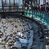 瓢湖の珍鳥目撃者に「発見証」