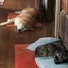 動物(ペット)の対等(平等)意識
