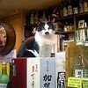 ヒゲの猫たち