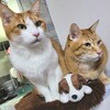 新型コロナ「犬」や「猫」、ペットたちはどうなるの？