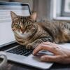 エレナ・ヴォロビョワ🐱家が猫の王国に変わる：あなたがすでに従っている10の法則
