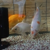 生かしたいので塩水浴はしない